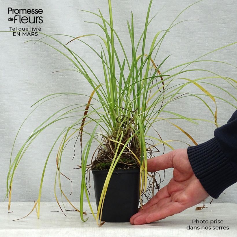 Exemplar von Liriope spicata - Lilientraube Kleine Töpfe von 8/9 cm wie im Frühjahr geliefert