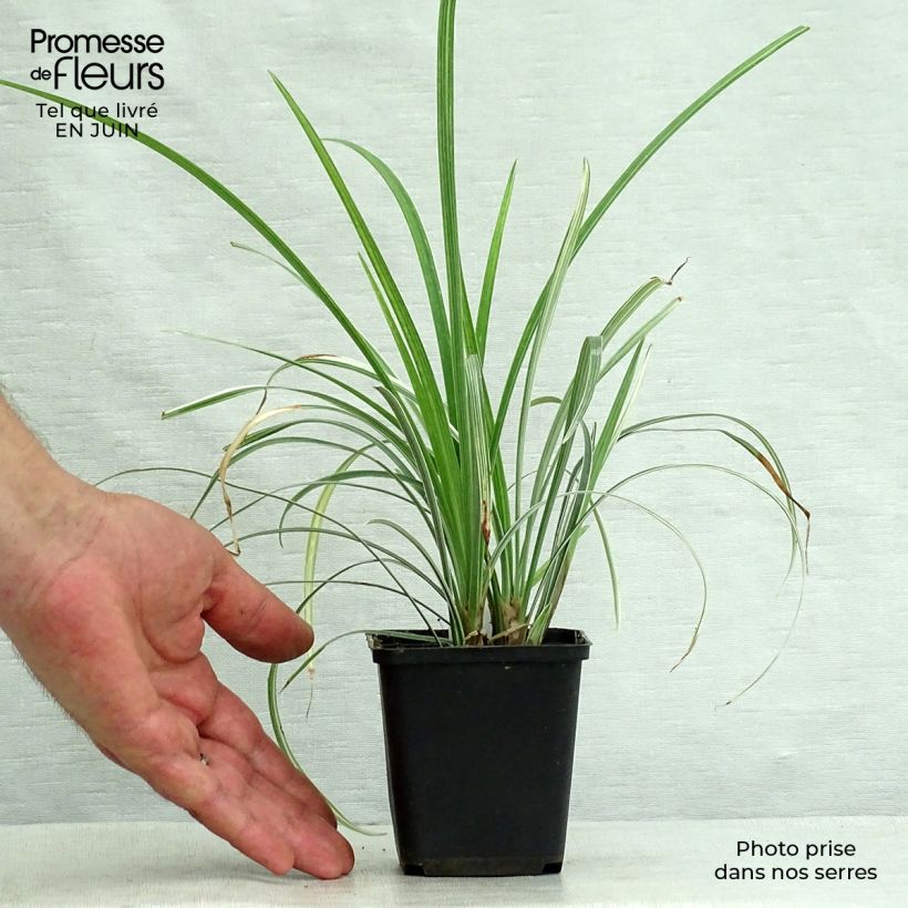 Example of Liriope spicata Silver Dragon - Lilientraube Kleine Töpfe von 8/9 cm as you get in ete