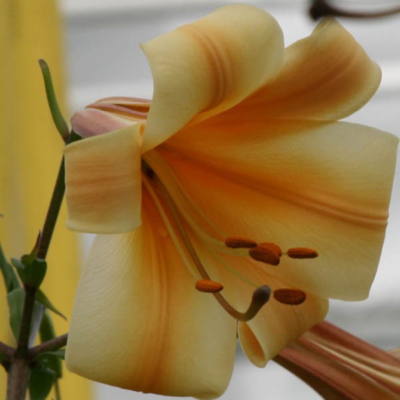 Orientalische Lilie African Queen - Lilium (Flowering)