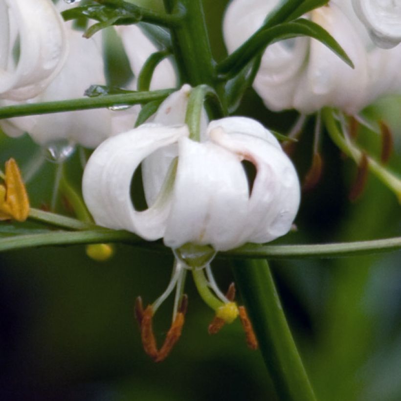 Türkenbund-Lilie var. album - Lilium martagon var. album (Flowering)
