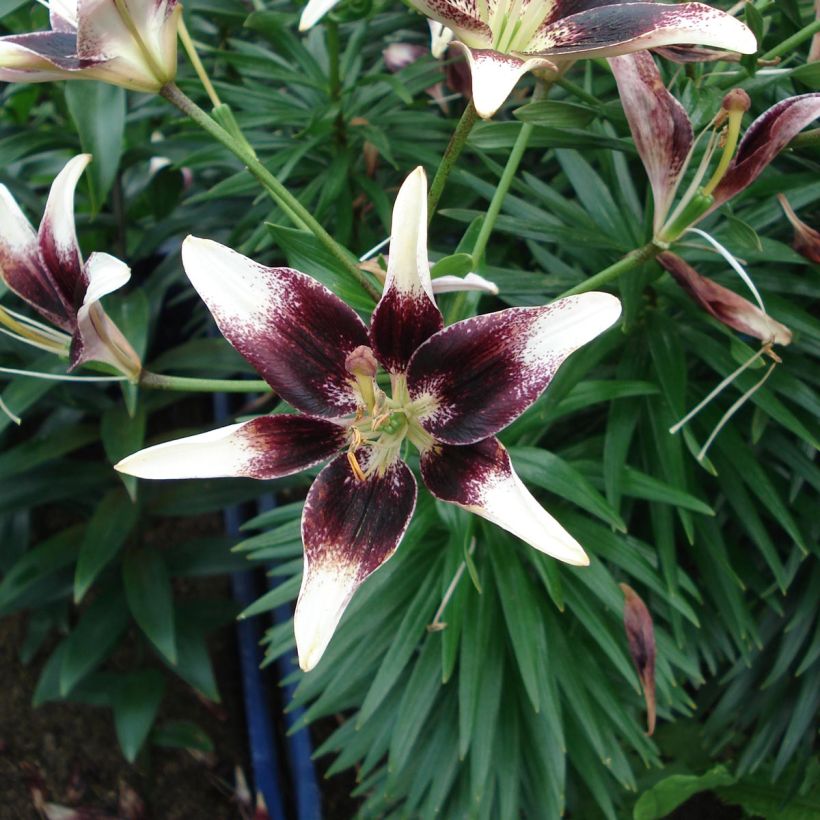 Orientalische Lilie Netty's pride - Lilium (Flowering)
