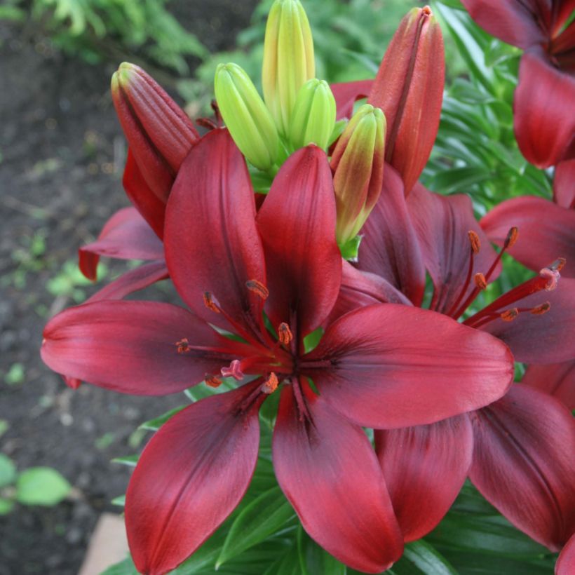 Orientalische Lilie New red asiatic seedling - Lilium (Flowering)