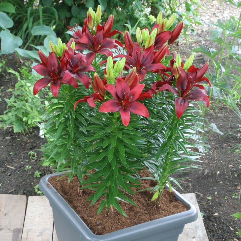 Orientalische Lilie New red asiatic seedling - Lilium (Plant habit)