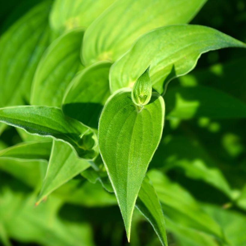 Tricyrtis hirta Albomarginata - Krötenlilie (Foliage)