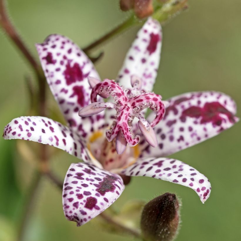 Tricyrtis hirta Albomarginata - Krötenlilie (Flowering)