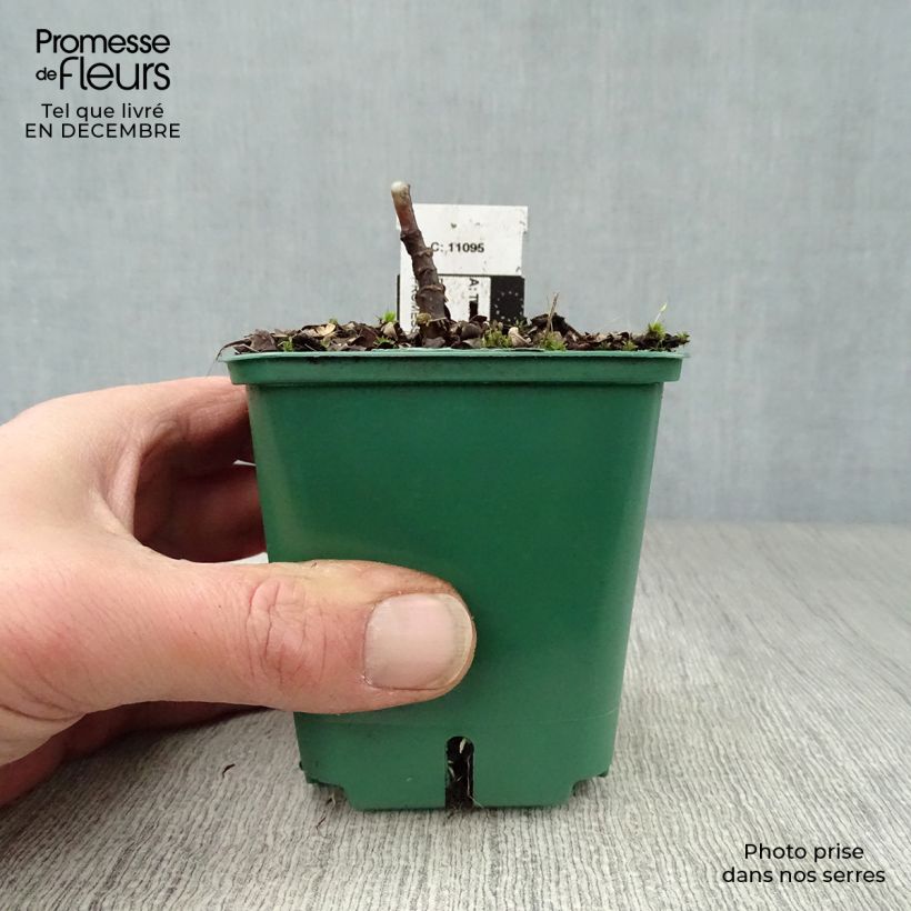 Exemplar von Tricyrtis hirta Tricyrtis hirta - Krötenlilie Kleine Töpfe von 8/9 cm wie im Winter geliefert