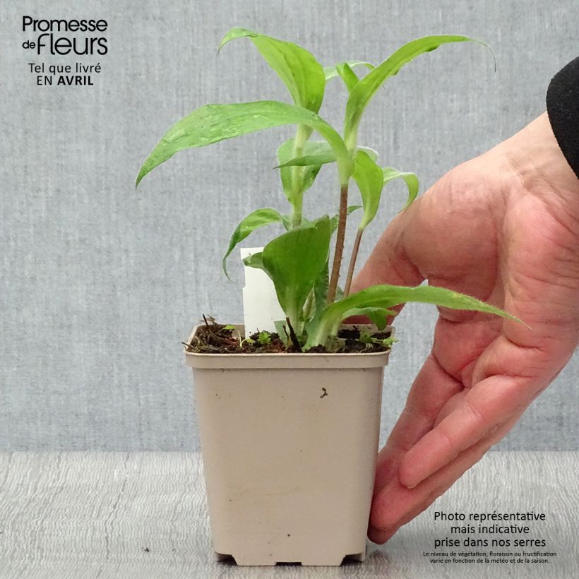 Exemplar von Tricyrtis hirta Tricyrtis hirta - Krötenlilie Kleine Töpfe von 8/9 cm wie im Frühjahr geliefert