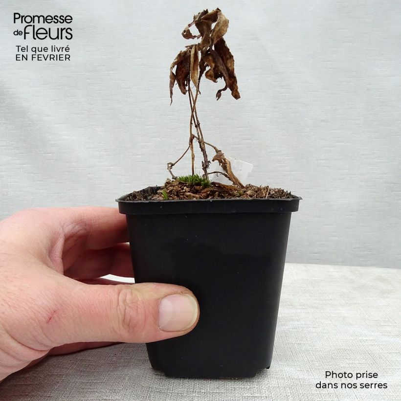 Exemplar von Tricyrtis hirta Miyazaki - Krötenlilie Kleine Töpfe von 8/9 cm wie im Winter geliefert