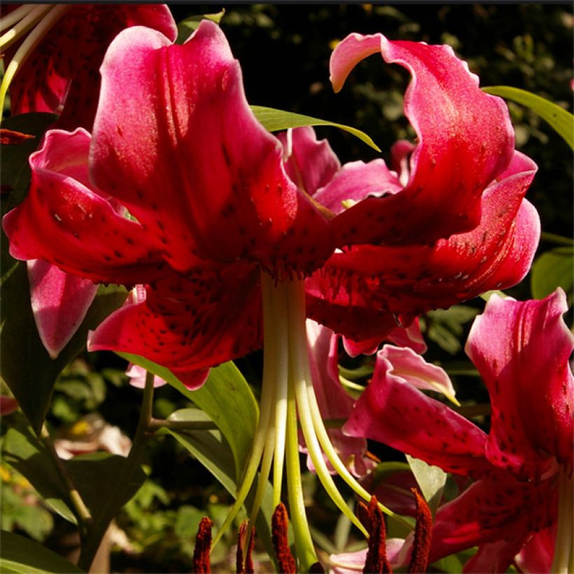 Orientalische Lilie Miss Feya - Lilium (Flowering)