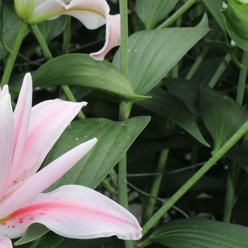 Orientalische Lilie Broken Heart - Lilium (Foliage)