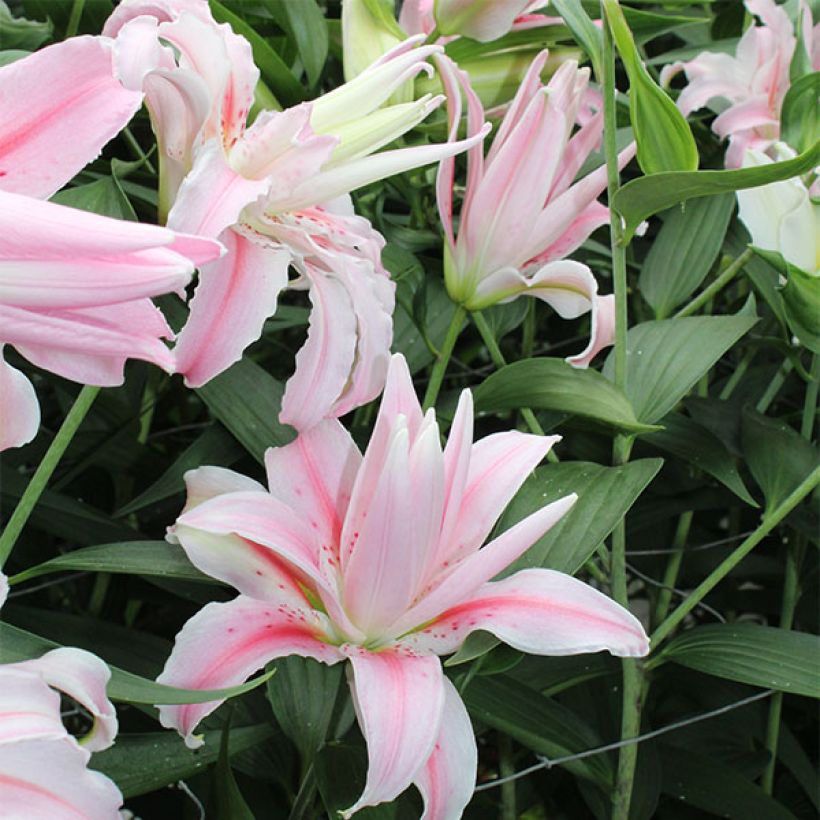 Orientalische Lilie Broken Heart - Lilium (Flowering)