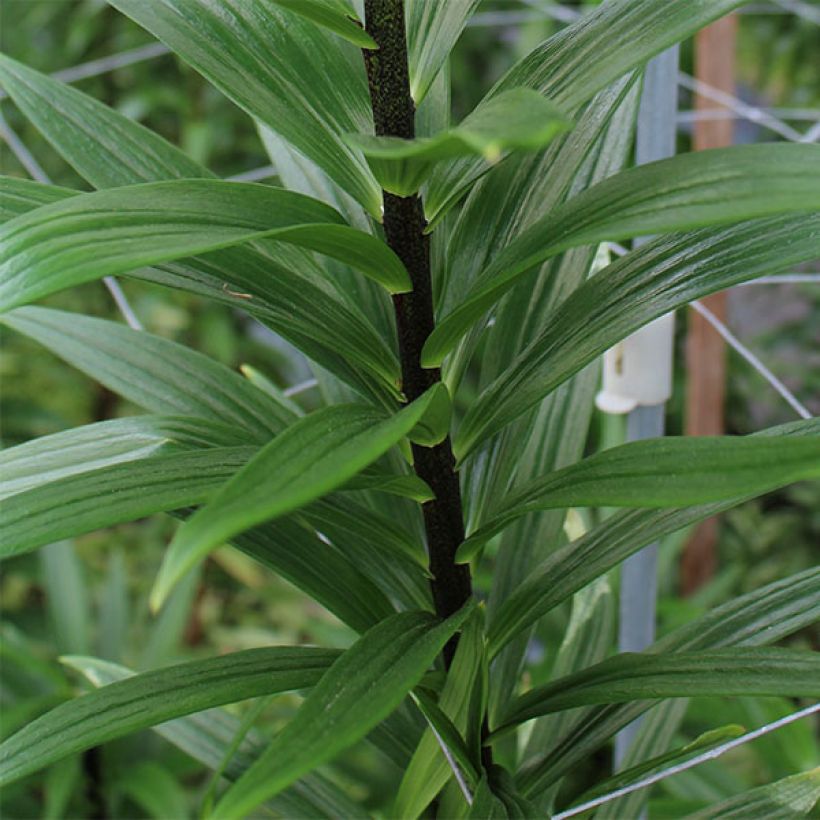 Orientalische Lilie Distant Drum - Lilium (Foliage)