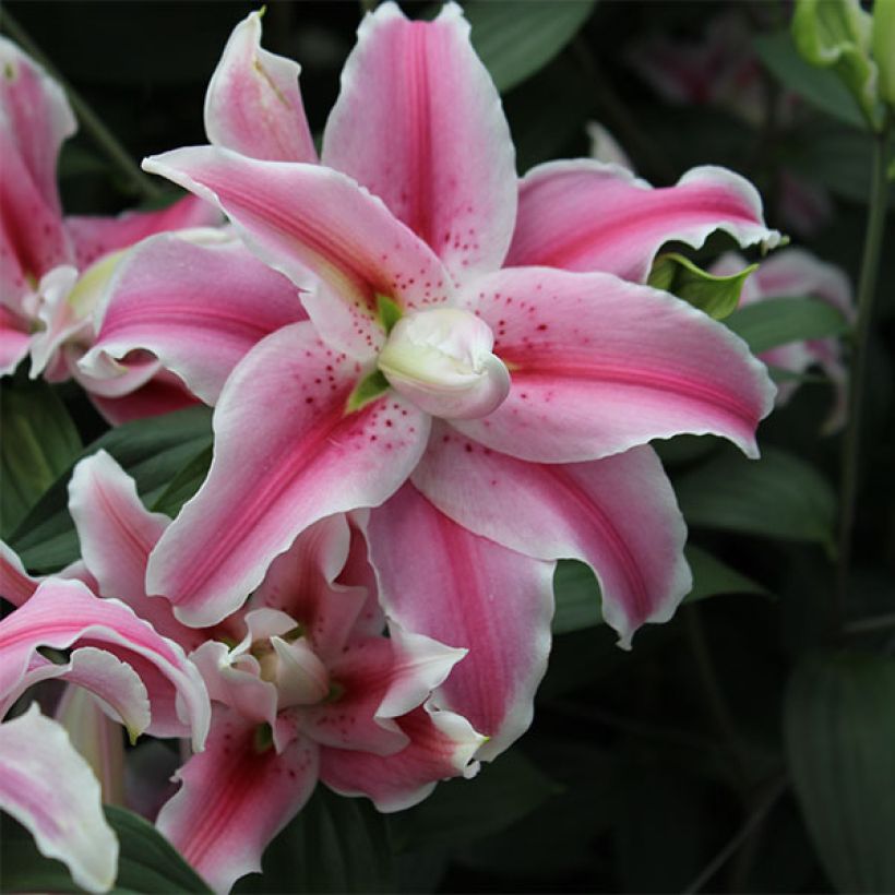 Orientalische Lilie Distant Drum - Lilium (Flowering)