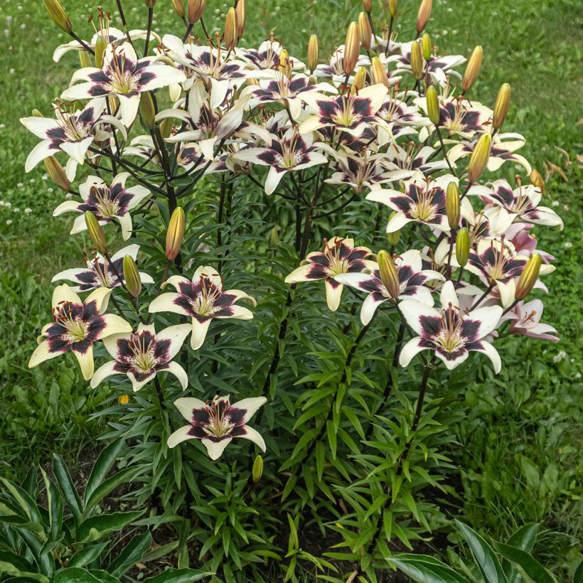Orientalische Lilie Netty's pride - Lilium (Plant habit)