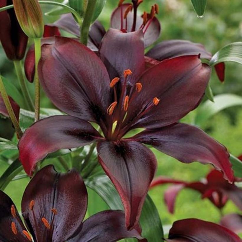 Asiatische Lilie Mapira - Lilium (Flowering)