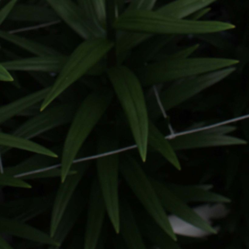 Asiatische Lilie Navona - Lilium (Foliage)