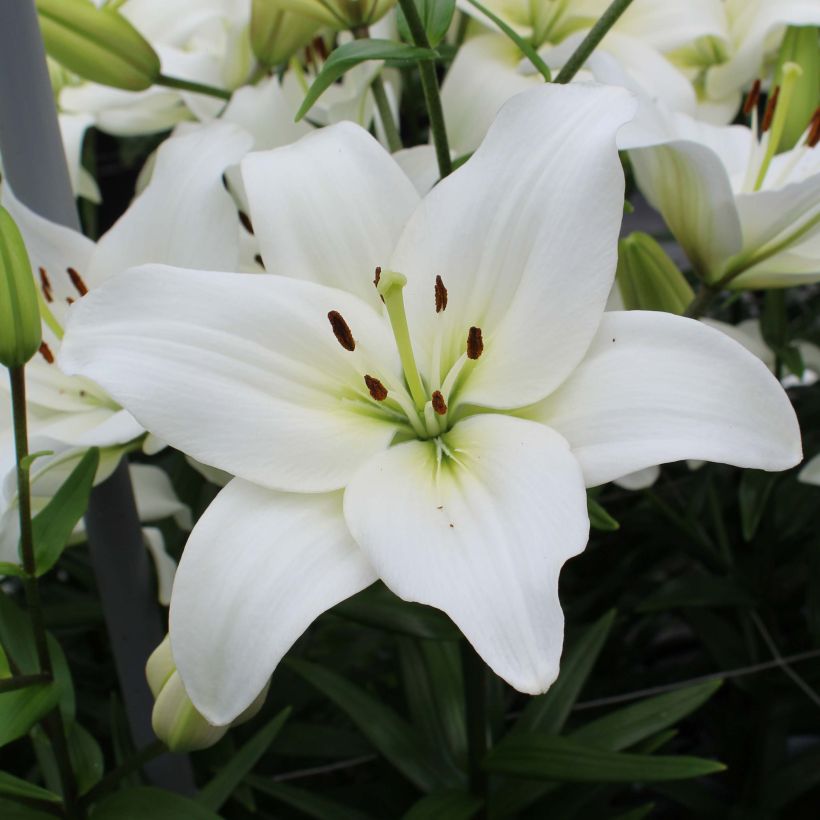 Asiatische Lilie Navona - Lilium (Flowering)