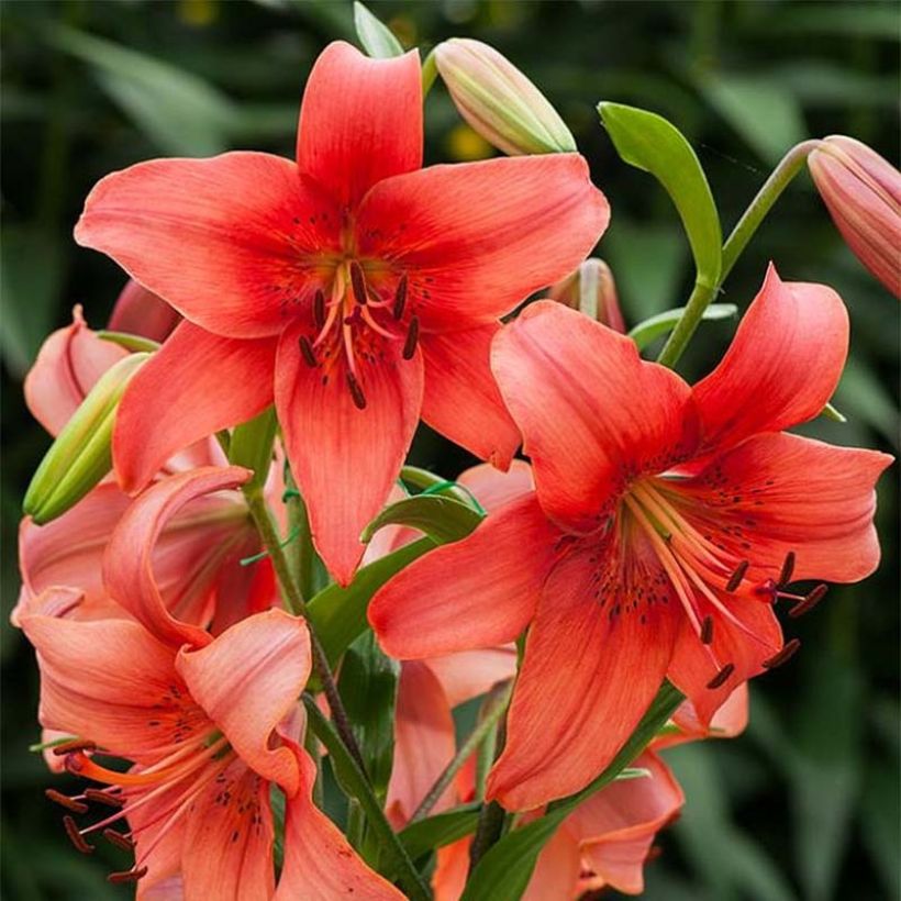 Asiatische Lilie Pearl Loraine - Lilium (Flowering)