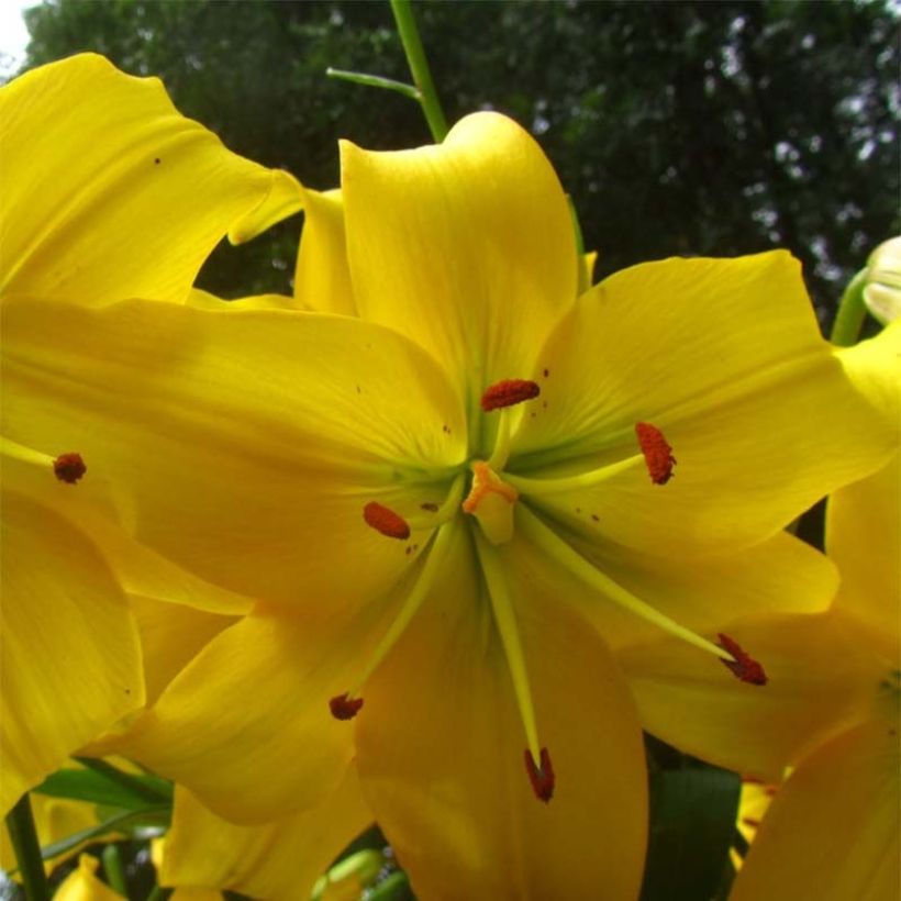 Asiatische Lilie Pearl Melanie - Lilium (Flowering)