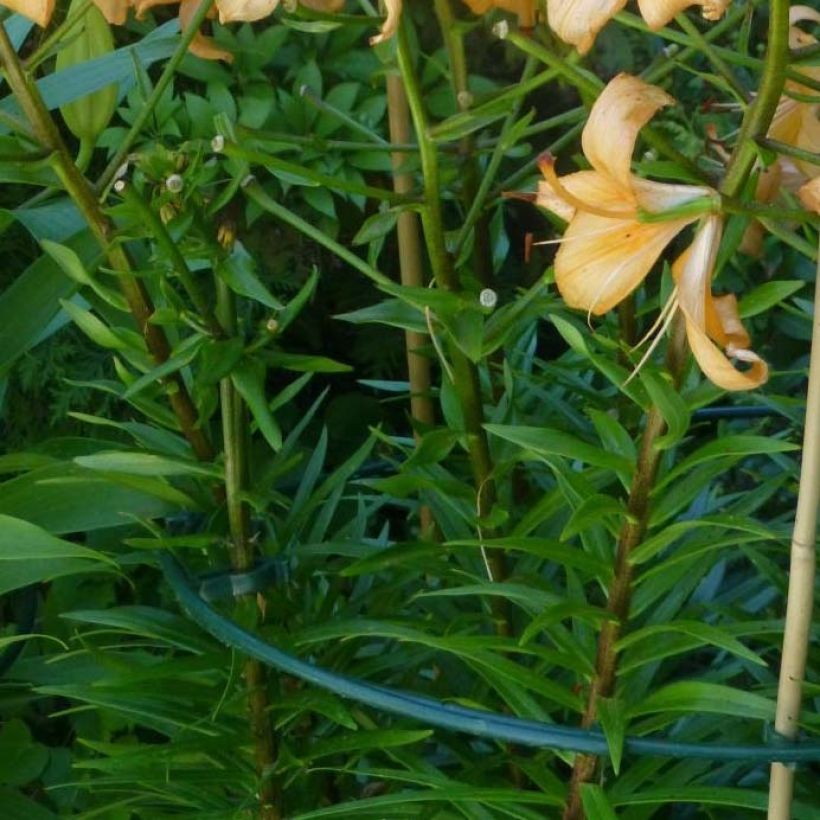 Asiatische Lilie Pearl Stacey - Lilium (Foliage)