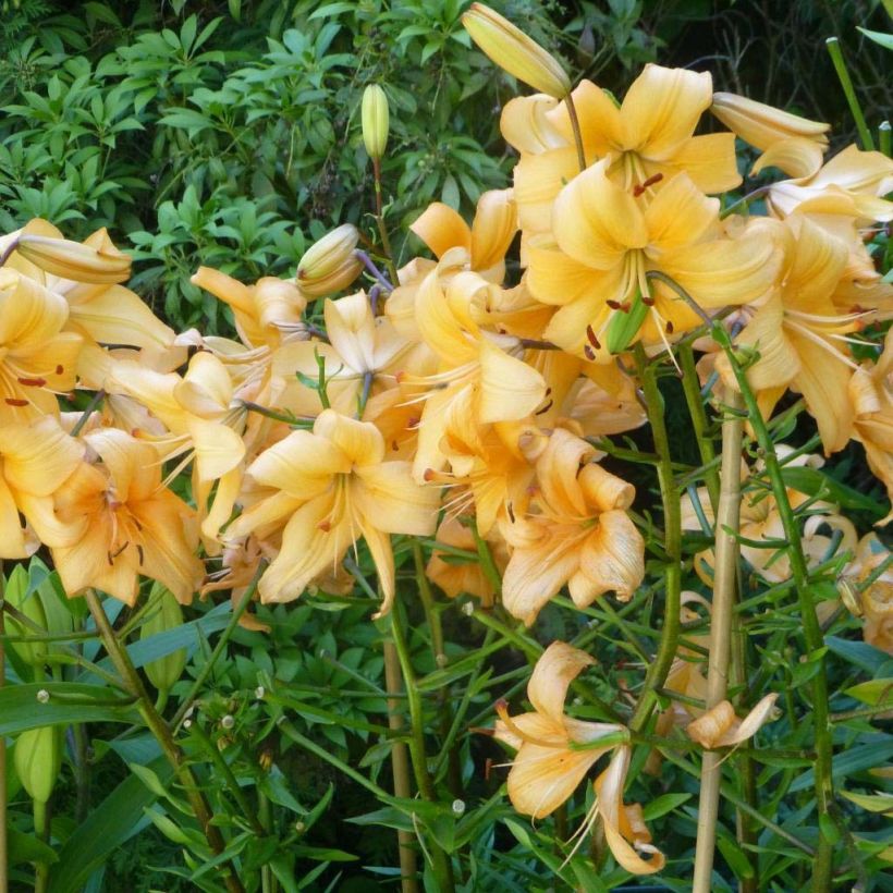 Asiatische Lilie Pearl Stacey - Lilium (Plant habit)
