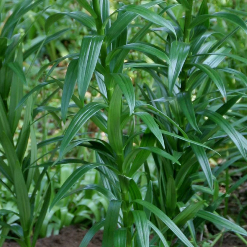 Asiatische Lilie Royal Kiss - Lilium (Foliage)