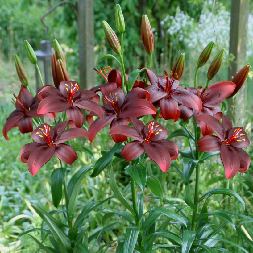Asiatische Lilie Royal Kiss - Lilium (Plant habit)