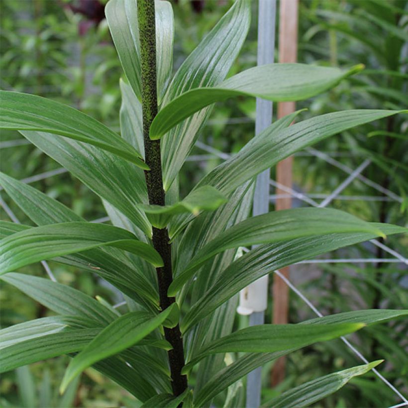 Asiatische Lilie Soft Music - Lilium (Foliage)