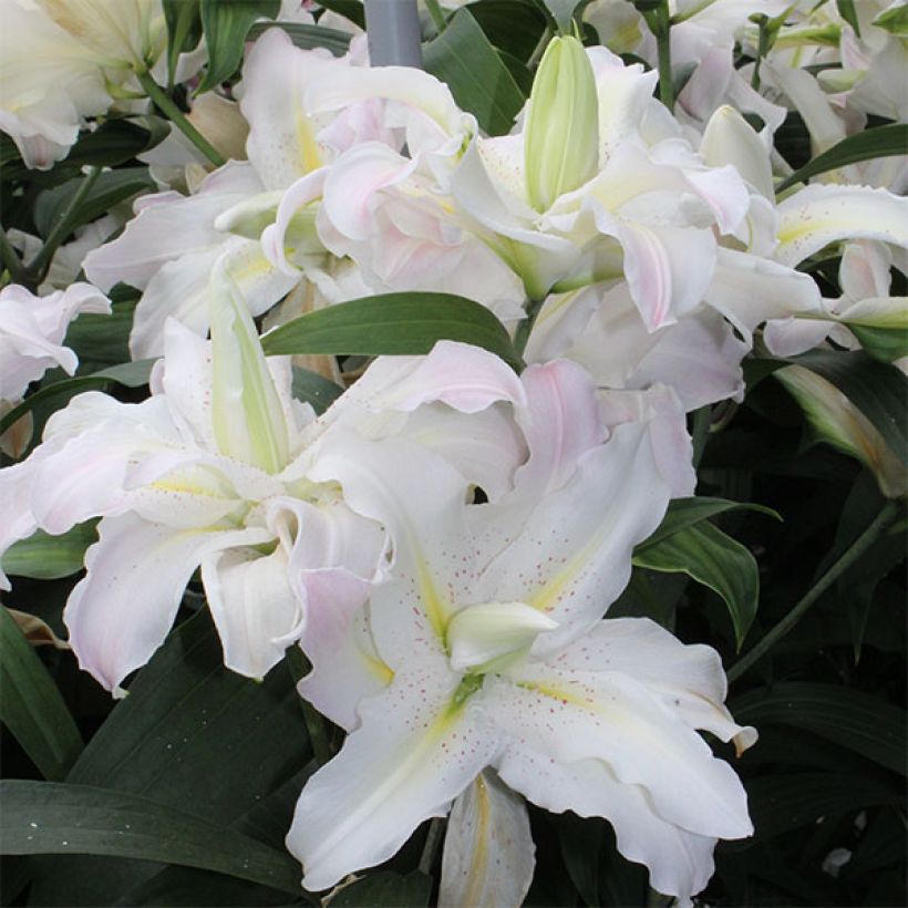 Asiatische Lilie Soft Music - Lilium (Flowering)