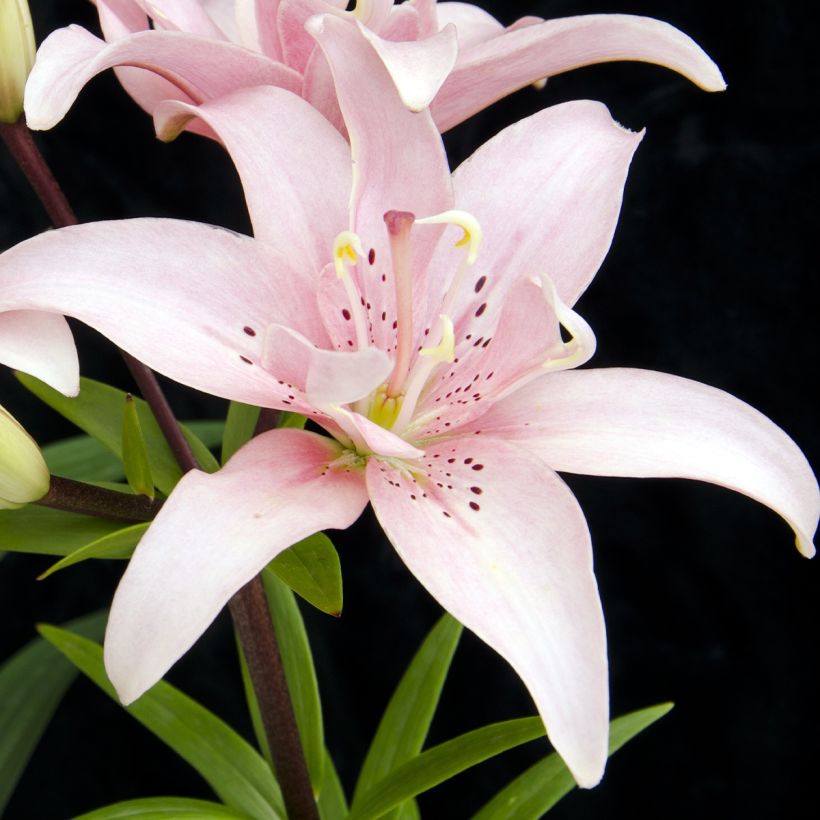 Orientalische Lilie Elodie - Lilium (Flowering)