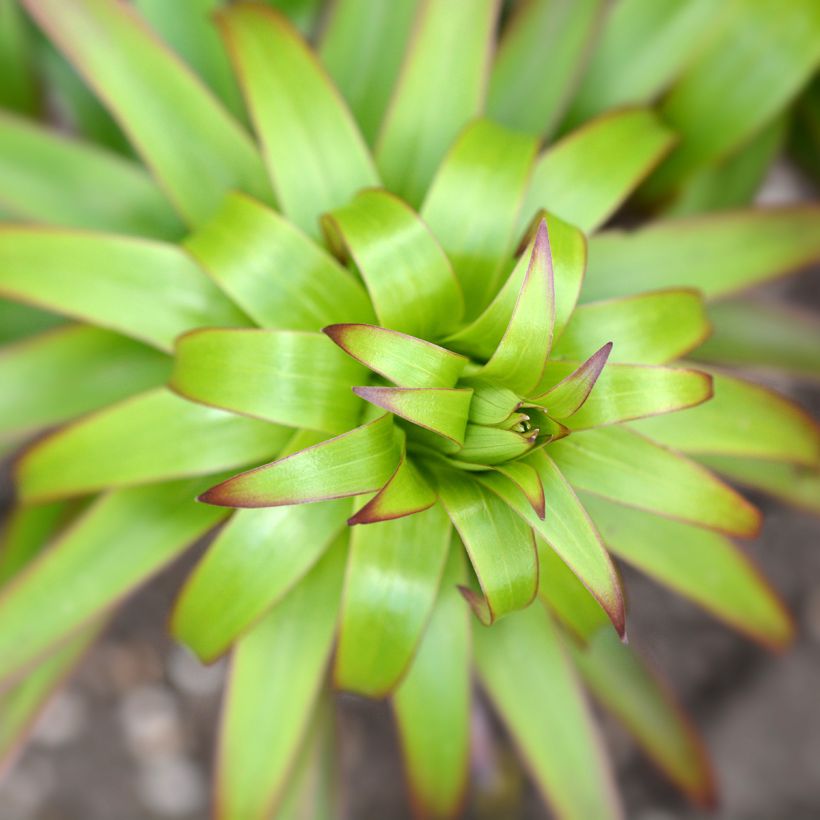 Riesentürkenbundlilie - Lilium henryi (Foliage)