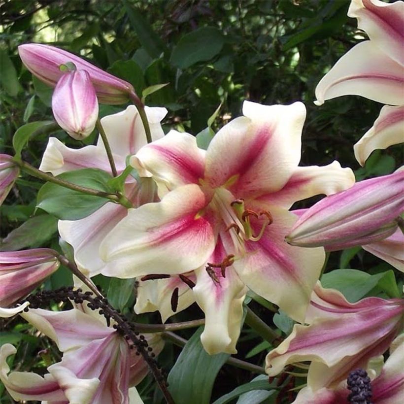 Orientalische Lilie Lavon - Lilium (Flowering)