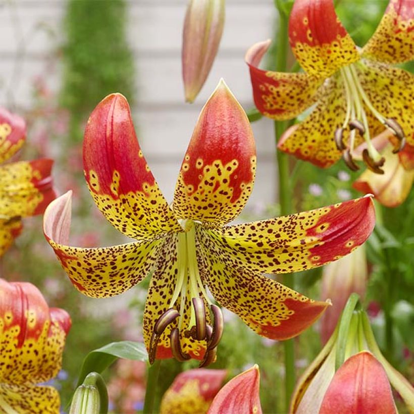 Orientalische Lilie Fusion - Lilium (Flowering)