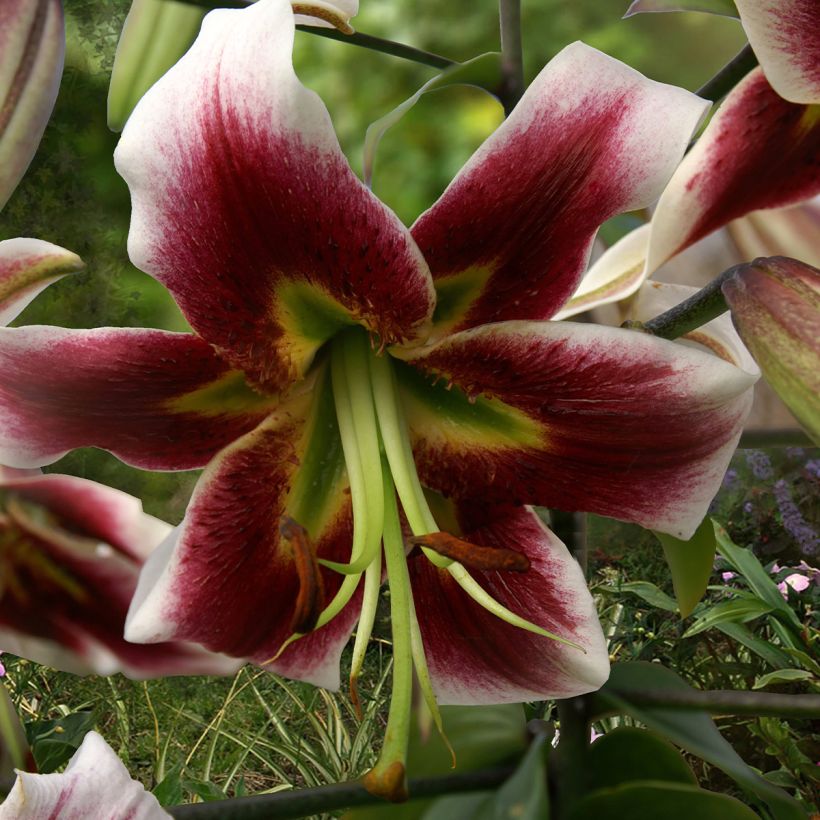 Orientalische Lilie Leslie Woodriff - Lilium orientale (Flowering)