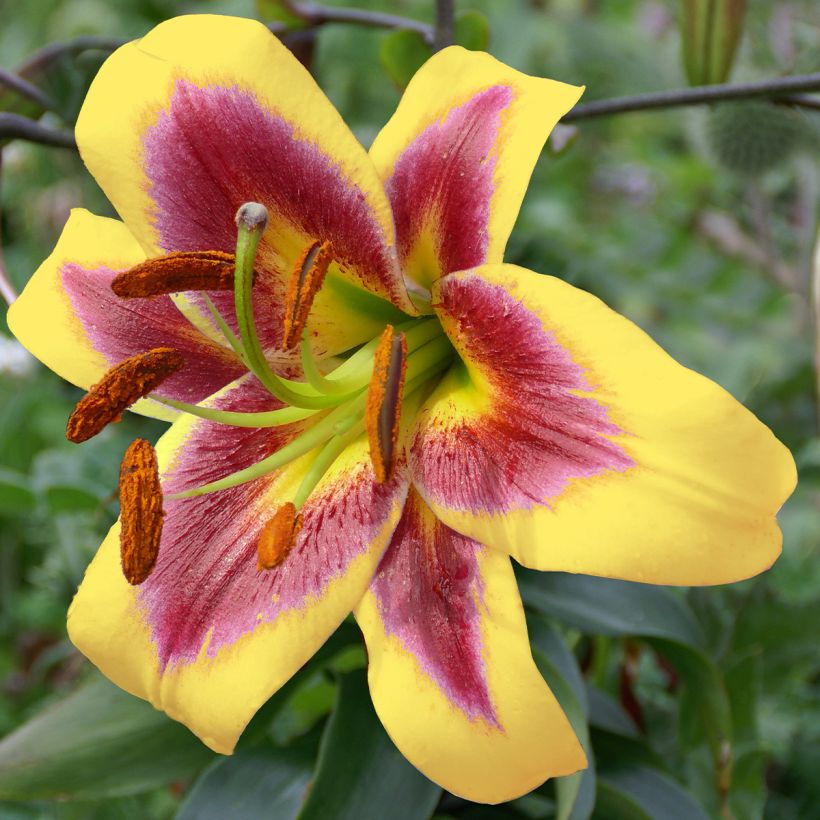 Orientalische Lilie Robert Swanson - Lilium (Flowering)