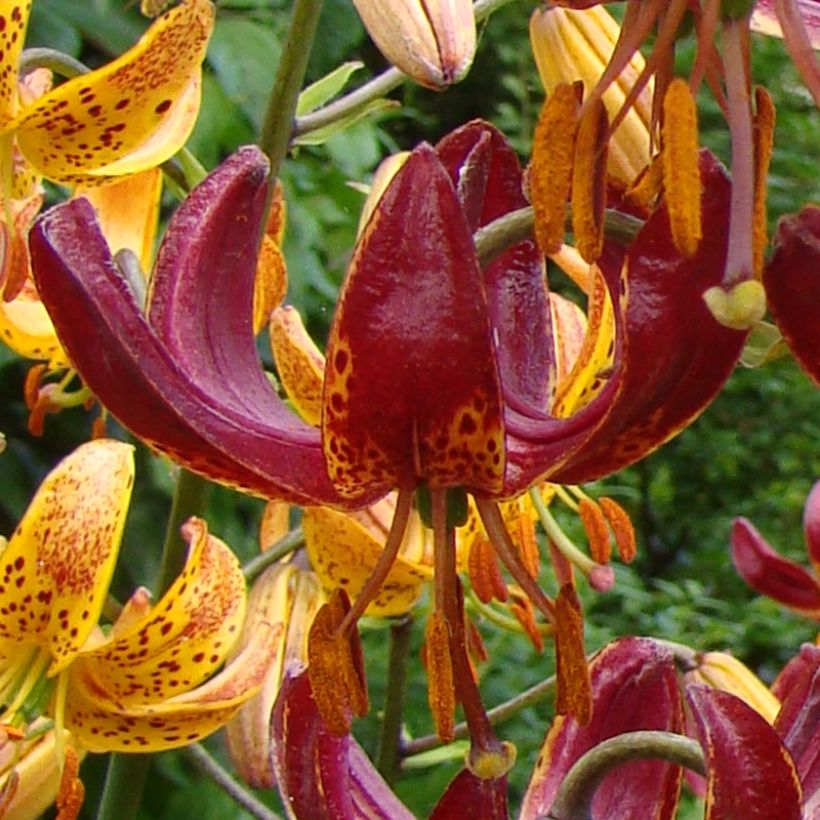 Türkenbund-Lilie P320 JW10 - Lilium martagon (Flowering)