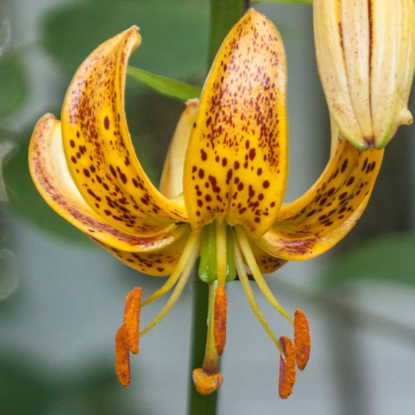 Türkenbund-Lilie Peppard Gold - Lilium martagon (Flowering)