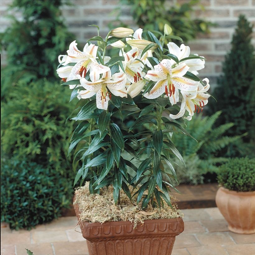 Orientalische Lilie Garden Party - Lilium (Plant habit)