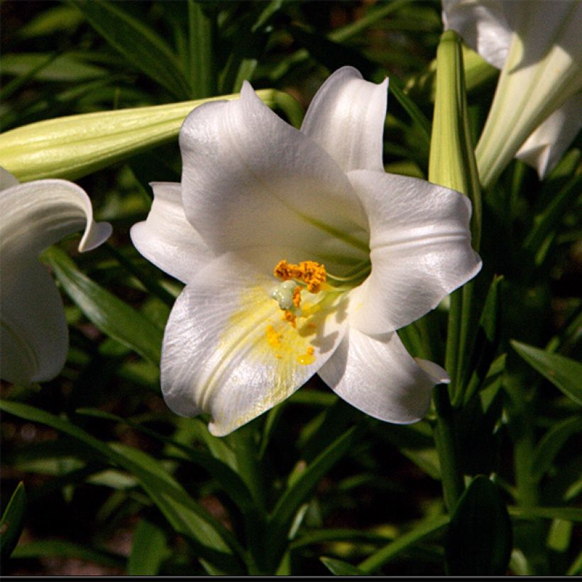 Langblütige Lilie Snow Queen - Lilium longiflorum (Flowering)