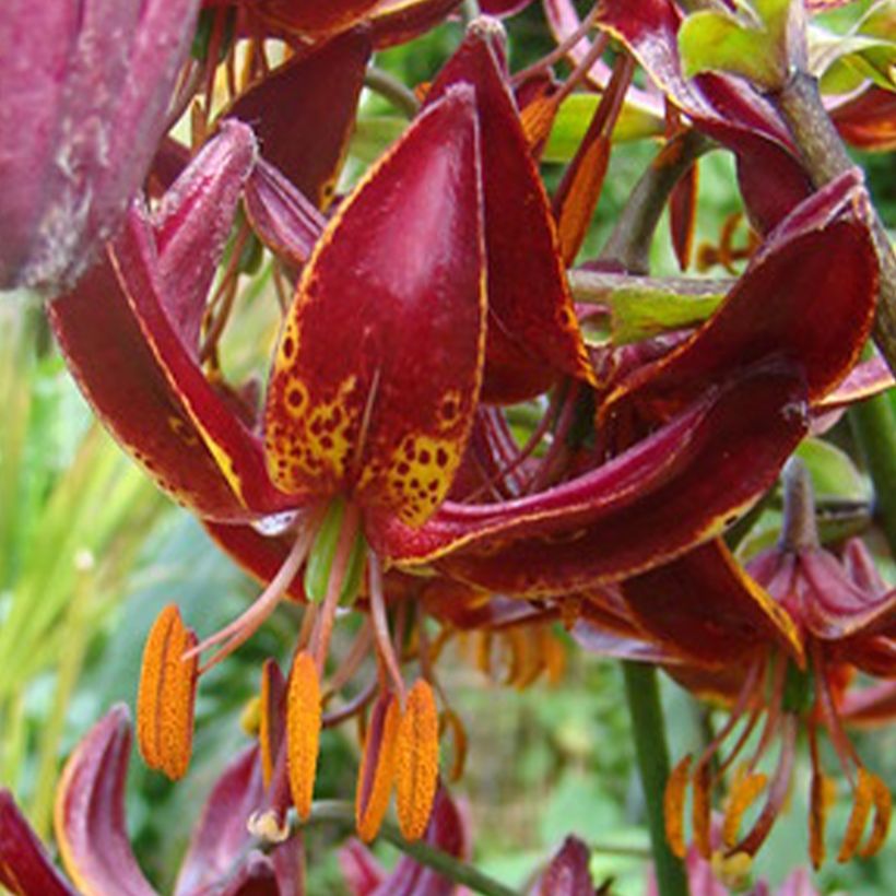 Türkenbund-Lilie Claude Shride - Lilium martagon (Flowering)