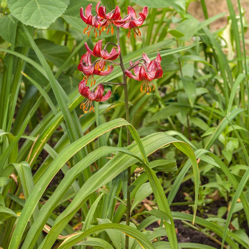 Türkenbund-Lilie Claude Shride - Lilium martagon (Plant habit)