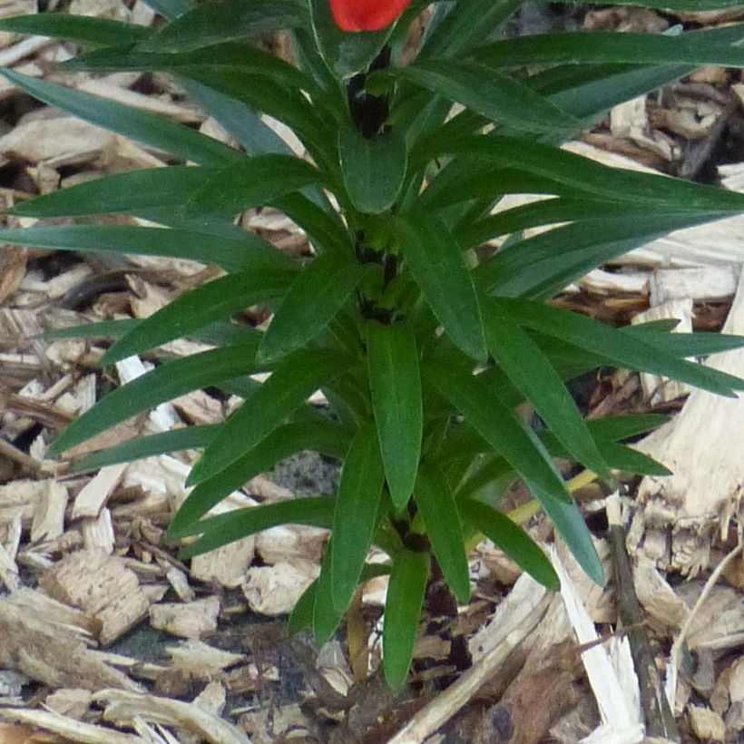 Orientalische Lilie Crimson Pixie - Lilium (Foliage)
