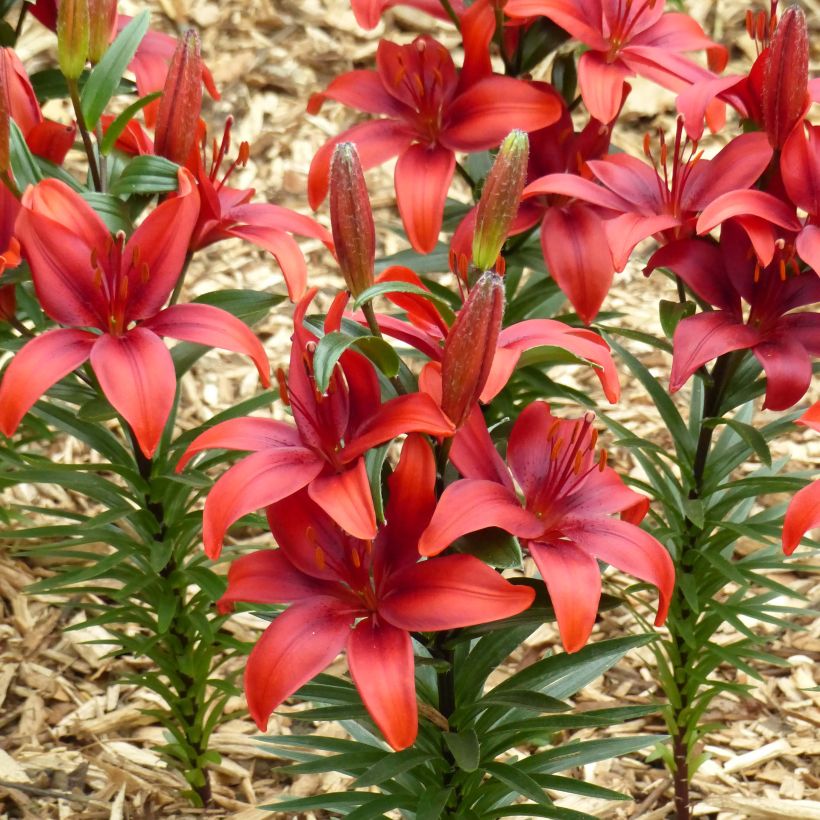 Orientalische Lilie Crimson Pixie - Lilium (Flowering)