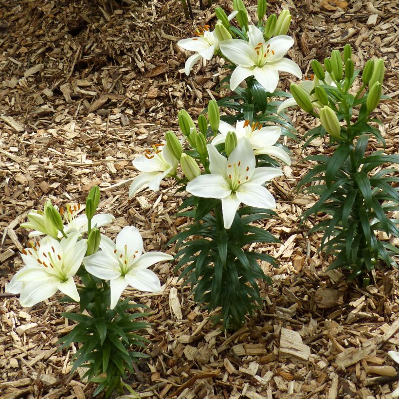 Orientalische Lilie Ivory Pixie - Lilium (Plant habit)
