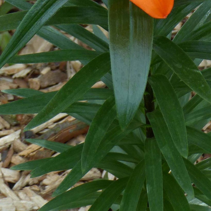 Orientalische Lilie Orange Pixie - Lilium (Foliage)