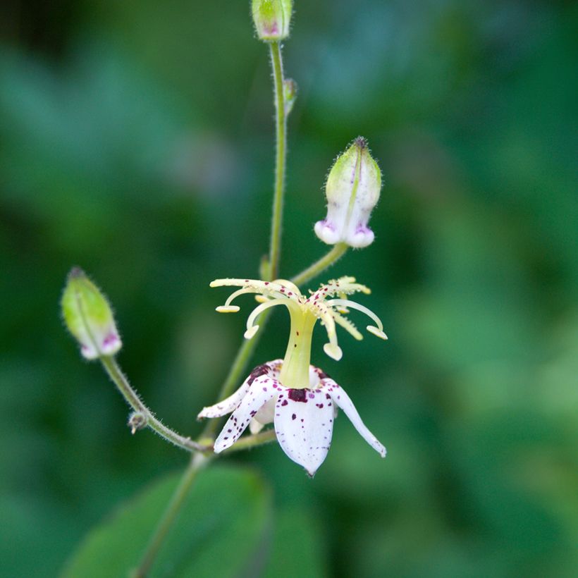 Tricyrtis macropoda - Krötenlilie (Flowering)