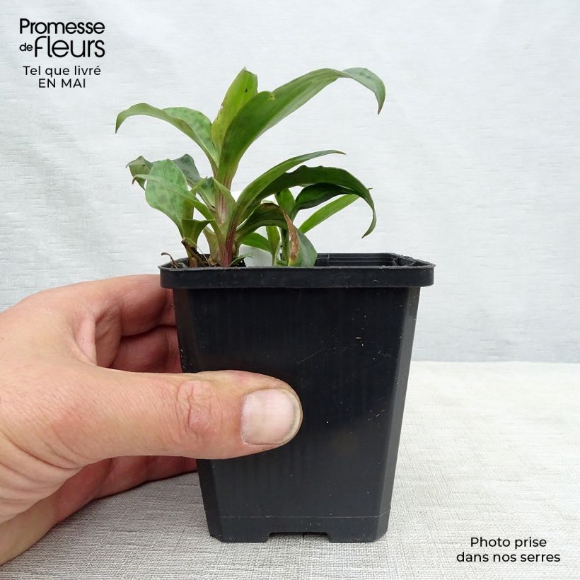 Exemplar von Tricyrtis formosana - Krötenlilie Kleine Töpfe von 8/9 cm wie im Frühjahr geliefert