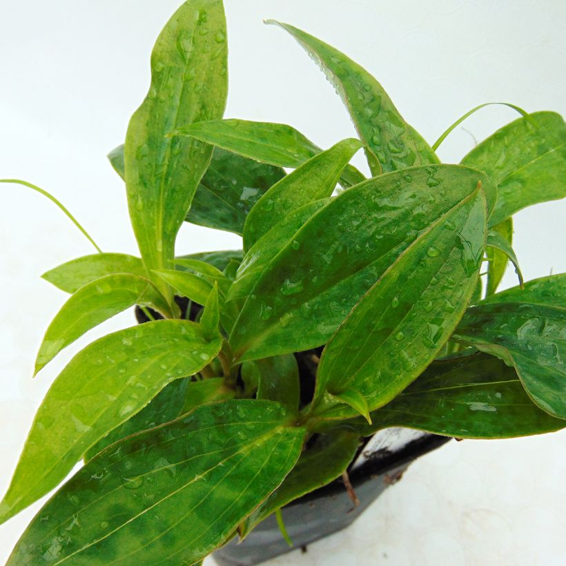 Tricyrtis hirta Taiwan Abdane - Krötenlilie (Foliage)