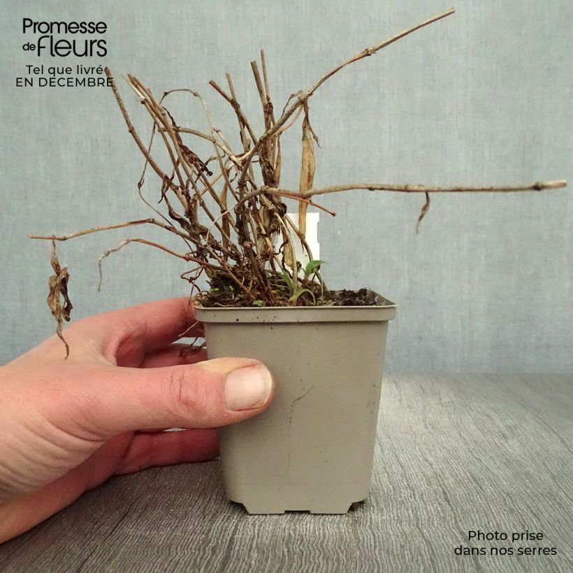 Exemplar von Tricyrtis hirta Taiwan Abdane - Krötenlilie Kleine Töpfe von 8/9 cm wie im Winter geliefert