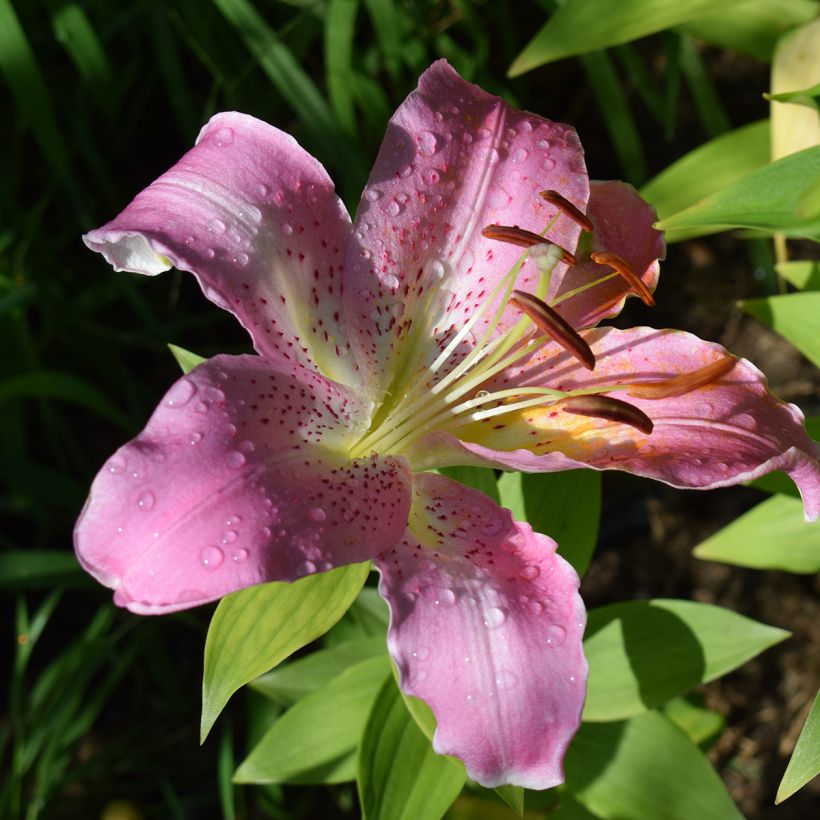 Orientalische Lilie Josephine - Lilium oriental (Flowering)